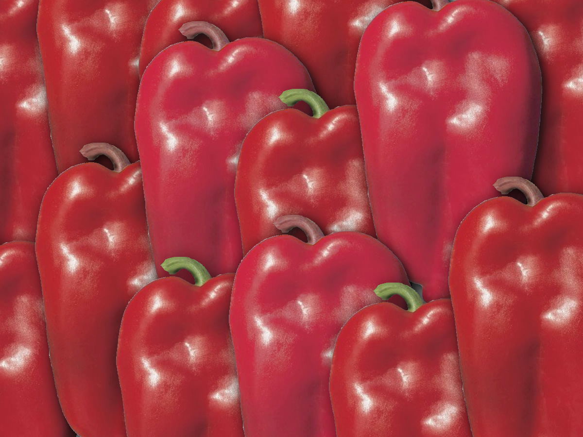 Paprika slonovo uho